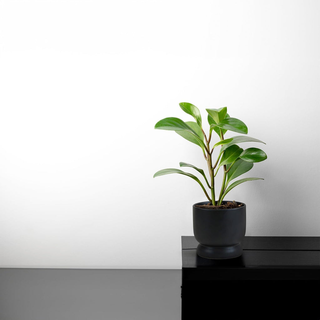 WGVI Black Modern Pedestal Vase Ceramic Bowl, 6' x 5.8'H, Sleek Contemporary Flower or Plant Container, Floral Home Décor Planter, No Drain Hole, 12 Piece