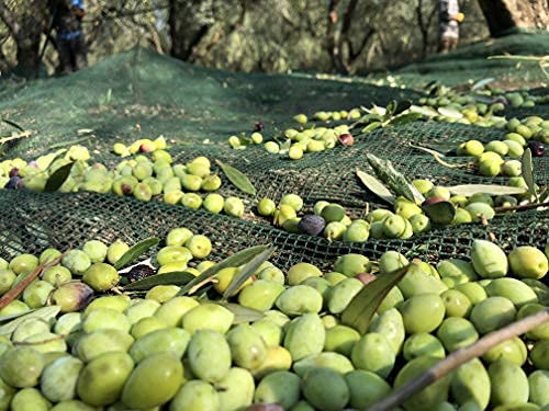 Laconiko Ultra Premium 100% Extra Virgin Olive Oil Value Pack | Cold Pressed | From Greece | KORONEIKI Variety | 2025 Gold Medal Award Winning NYIOOC | (50.7 OZ (4 Bottles of 12.7 OZ))
